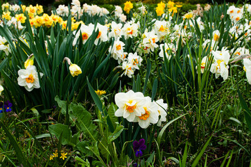 Selective focus. Narcissus flower. Narcissistic personality disorder.