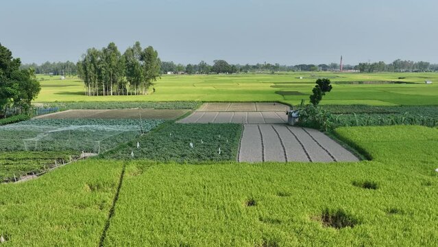 Aerial  view of green crops of Bogura, bangladesh . 4k video footage