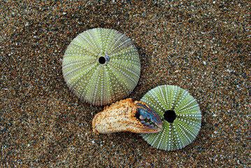 Selective focus. Coast. Sea hedgehog.