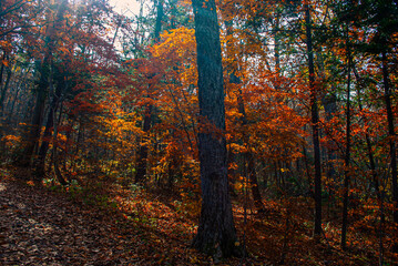 Beautiful autumn background. Forest vacation. Tourism and hiking.