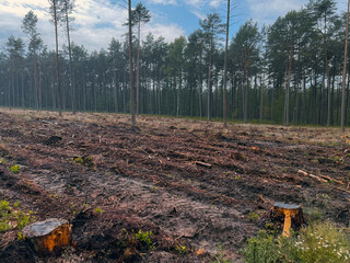 Devastating effects of deforestation. Stumps and logs of exploited pine and leaf trees.