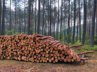 Devastating effects of deforestation. Stumps and logs of exploited pine and leaf trees.