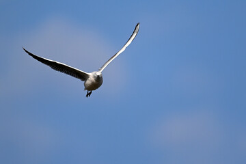 Slender-billed gull // Dünnschnabelmöwe (Chroicocephalus genei) - Greece