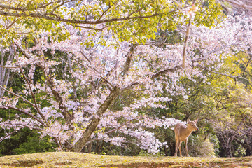 奈良公園　茶山園地の桜と鹿