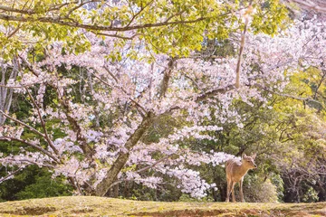 Foto op Canvas 奈良公園　茶山園地の桜と鹿 © 岳男 小池