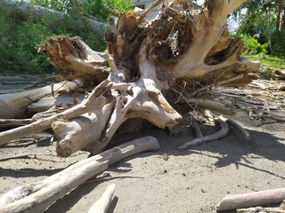 dead tree on the beach