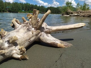 dead tree on the beach