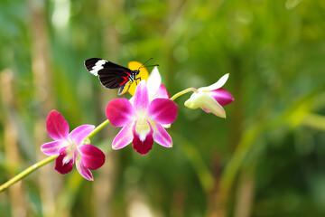 Close-up of violet orwith butterfly ,Bouquet of flowers orchids.