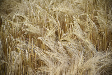 Field of grain - background