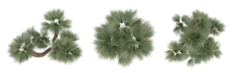 Set of palm trees on top view isolated on transparent background, 3d render illustration. © Sandy