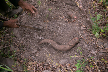 Organic yuka plantation in the Peruvian jungle.