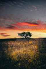 Single tree in a beautiful barren landscape in Germany. sunrise