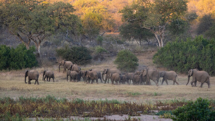 African elephant breeding herd on the move