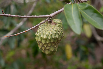 Annona muricata, soursop or graviola is a tree in the Annonaceae family. Originally from Central and South America, it is cultivated for its edible fruits in many countries with a tropical climate.