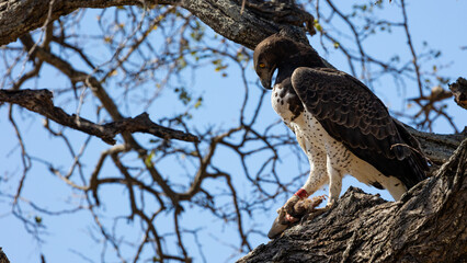 a martial eagle feeding on a steenbok carcass