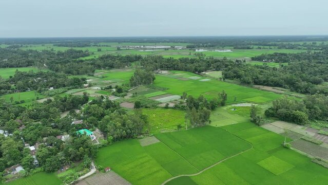 view of the Green field in bangladesh