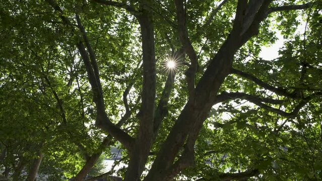 パリの街路樹と朝日の木漏れ日