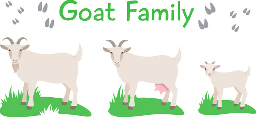 Goat family with kid standing on grass. Flat vector cartoon illustration. Isolated on white. Domestic farm livestock animals family, mature male and female with offspring. Full length, side view