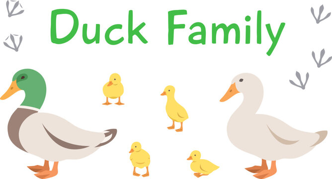 Duck, drake and ducklings in different poses. Flat vector cartoon illustration. Isolated on white. Domestic farm livestock birds family, poultry, male and female with offspring. Full length, side view