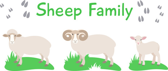 Sheep, ram and lamb standing on grass. Flat vector cartoon illustration. Isolated on white. Domestic farm livestock animals family, mature male and female with offspring. Full length, side view