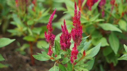 Red Fluffy Flowers, close up of red and green leaves