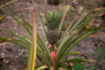 Organic pineapple plantation in the Peruvian jungle.