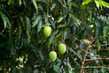 Organic mango plantation in the Peruvian jungle.