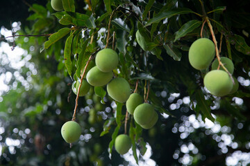 Organic mango plantation in the Peruvian jungle.