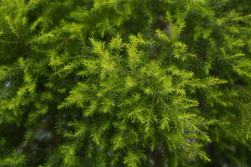 Leaves