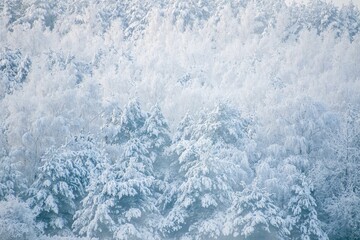 Fototapeta na wymiar Scenic view of a forest covered with snow in winter in Curonian Spit, Lithuania