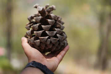 Pinecones
