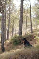 Dog in forest