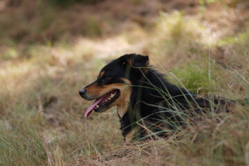 Dog in forest