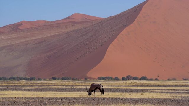 Wild oryx eating grass close to a Namib desert dune near Sossusvlei in Namibia.