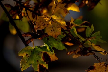 Closeup shot of the yellow and green leaves on the tree on the blurred background