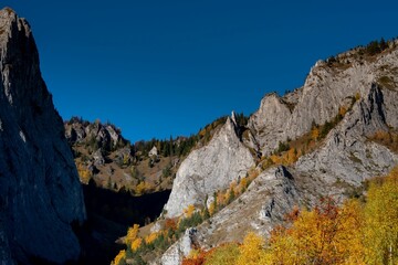 Scene of the Apuseni mountains full of colorful trees in the daytime in Romania