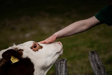 Closeup of a person touching a cow