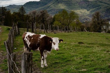 Fototapeta na wymiar Beautiful cow grazing in a field