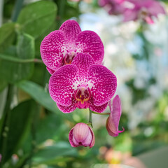 Close up beautiful Purple orchid blurred background ,Phalaenopsis Orchids in garden