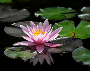 Pink water lilly blossom in a pond