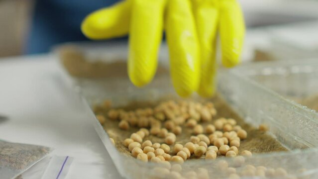 Growing microgreens is a simple and satisfactory process that provides the possibility of enjoying fresh and healthy foods throughout the year. Hand planting peas close-up