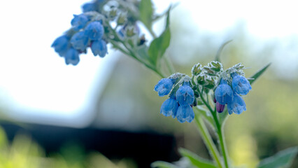 blue flowery flower in the sun's rays