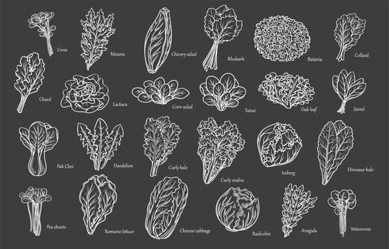 Lettuce and salad leaves outline icons set vector illustration. Hand drawn Iceberg lettuce and sorrel, curly endive and kale, pea shoots and chicory in white line leaf vegetables collection on black