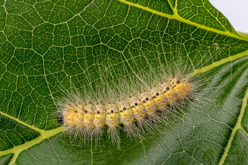 Caterpillar of American butterfly (Hyphantria cunea) on mulberry green leaf. Close-up.
