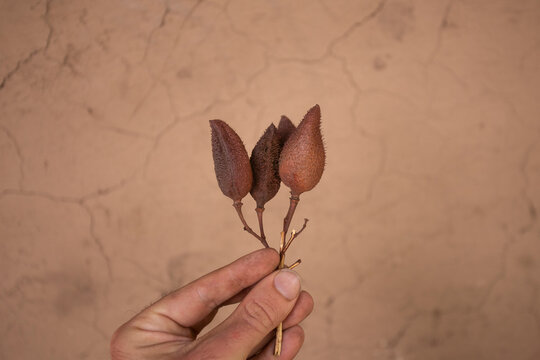 Annatto, annatto or onoto, is a natural yellowish-red pigment, which is extracted from the seeds of Bixa orellana, a shrub native to tropical America.