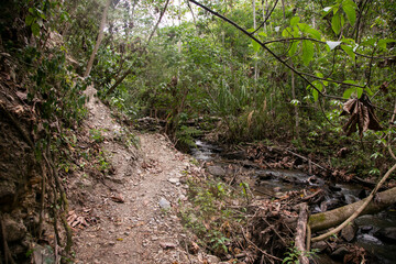 Hiking through the Peruvian jungle near the Vilcanota river in the town of Santa Rosa.
