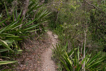 Hiking through the Peruvian jungle near the Vilcanota river in the town of Santa Rosa.