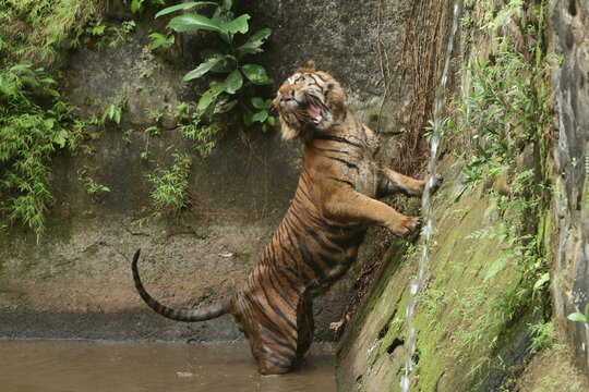 Sumatran tiger behavior