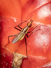 Closeup shot of an oxorhynchites insect perched on a bright red fruit.