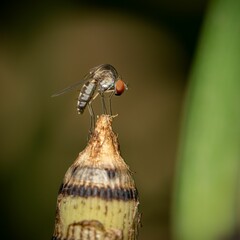 Closeup shot of a Phthiria insect perched atop a discarded banana peel.